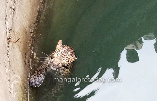 leopard dies in udupi